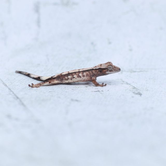세이블