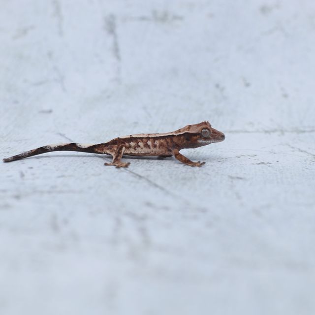 세이블