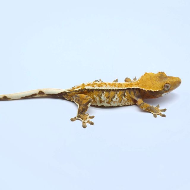 트라이