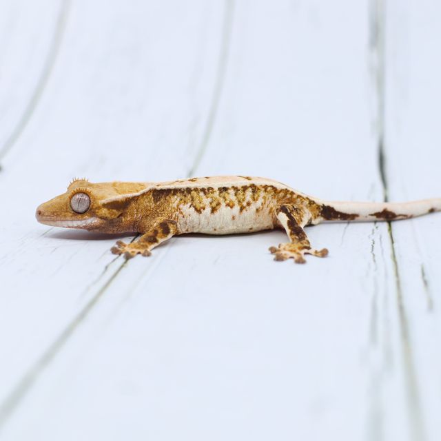 트라이