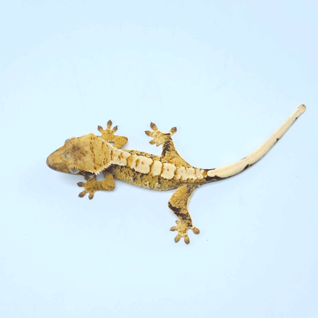 트라이
