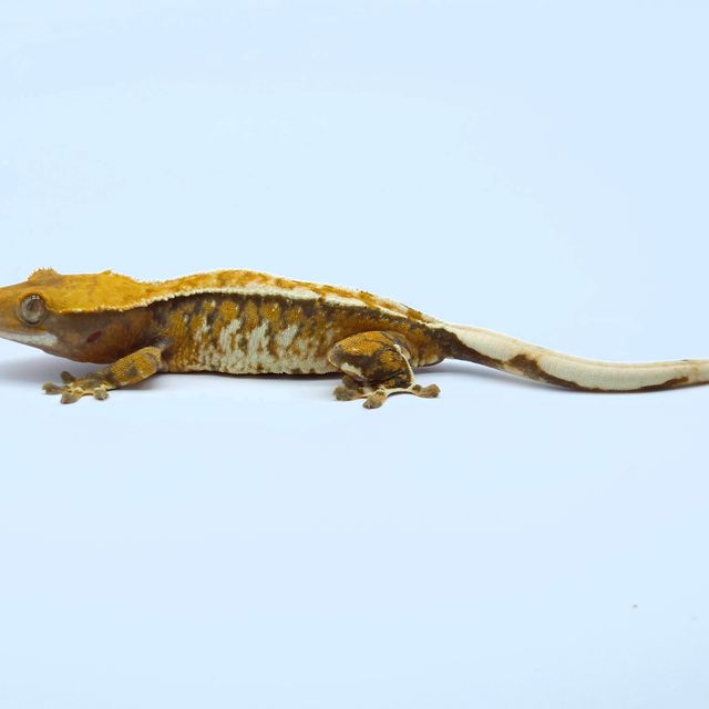 트라이