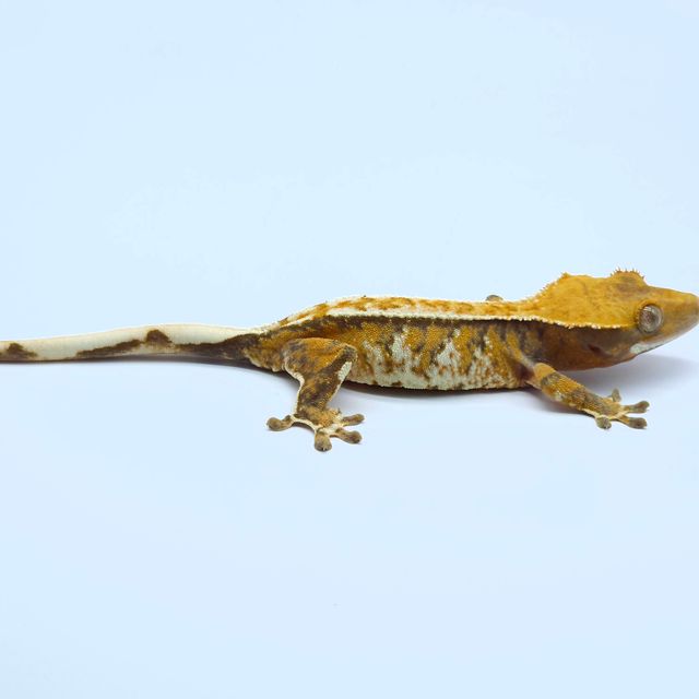 트라이