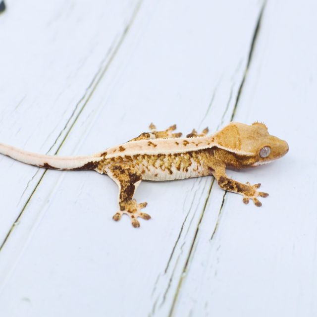 트라이