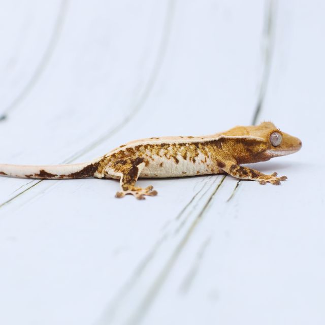 트라이