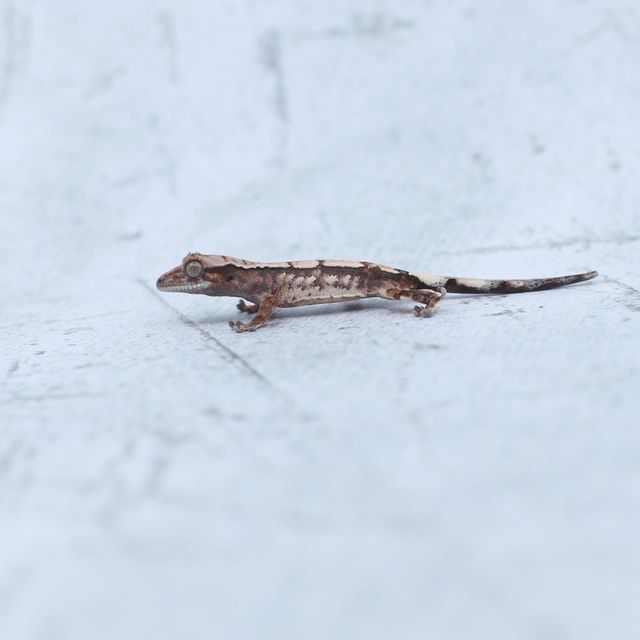 세이블