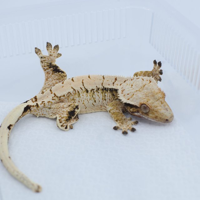 노멀 트라이 드리피