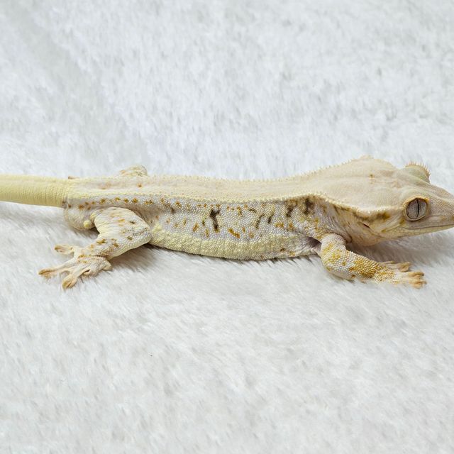 릴리화이트 트라이