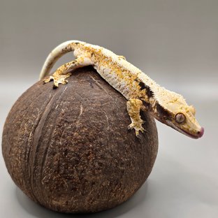 루시