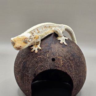 디오