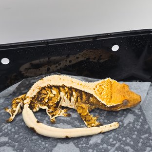 트라이 솔리드백