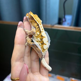 노멀 트라이 익스트림할리퀸 텐저린 바브