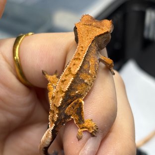 트라이 할리퀸 텐저린