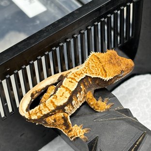 트라이 익스트림할리퀸 화이트스팟 텐저린 화이트