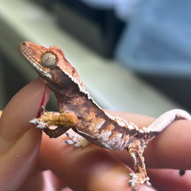 노멀 트라이 화이트핀 화이트포트홀 익스트림할리퀸 텐저린