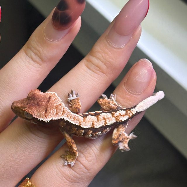 노멀 트라이 화이트핀 화이트포트홀 익스트림할리퀸 텐저린