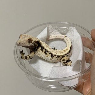 드리피 화이트스팟 노멀 트라이