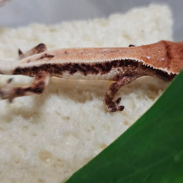 릴리 세이블 릴리화이트