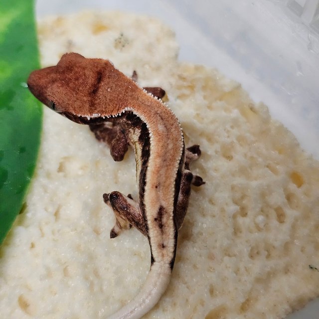 릴리 세이블 릴리화이트