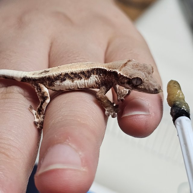 릴리 세이블 릴리화이트