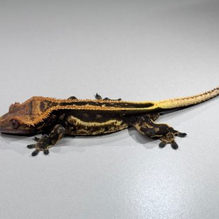 엠티백 슈퍼스트라이프