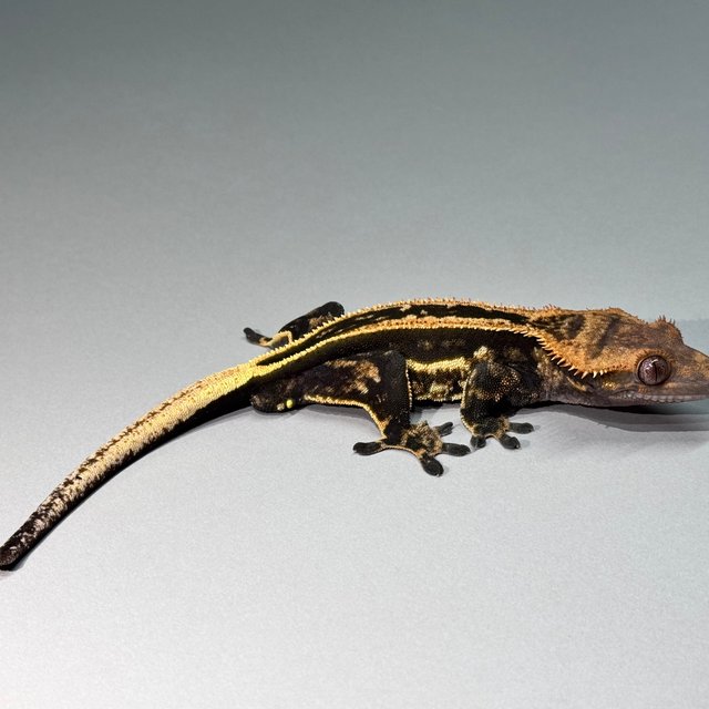 엠티백 슈퍼스트라이프