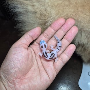 화이트아웃 오레오 줄루 헷 아멜라니스틱
