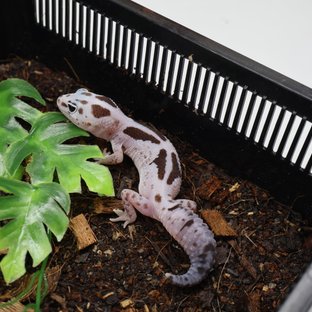 화이트아웃 오레오 줄루 헷 아멜라니스틱