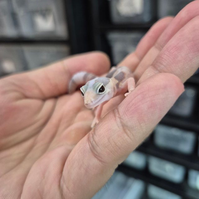 화이트아웃 아멜라니스틱