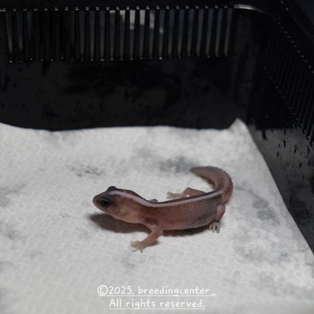 슈퍼 제로 오레오