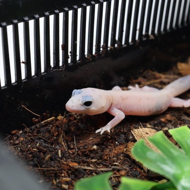 화이트아웃 줄루 패턴리스