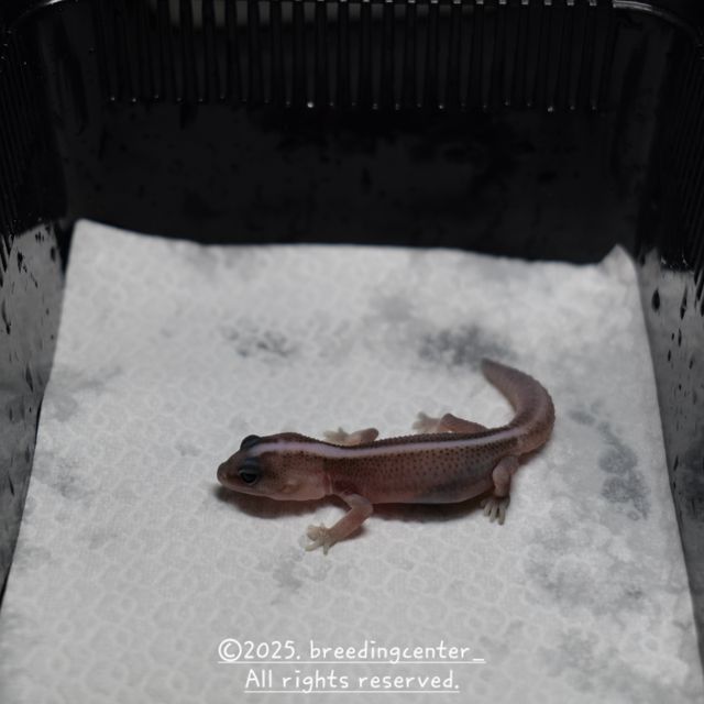 슈퍼 제로 오레오