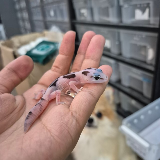 화이트아웃 오레오 줄루 헷 아멜라니스틱