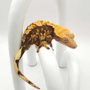 노멀 트라이 화이트스팟