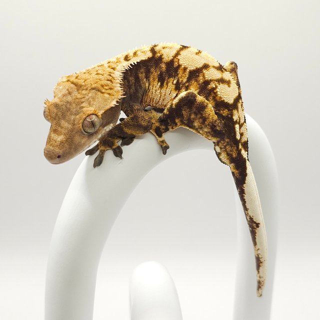 노멀 트라이 화이트스팟