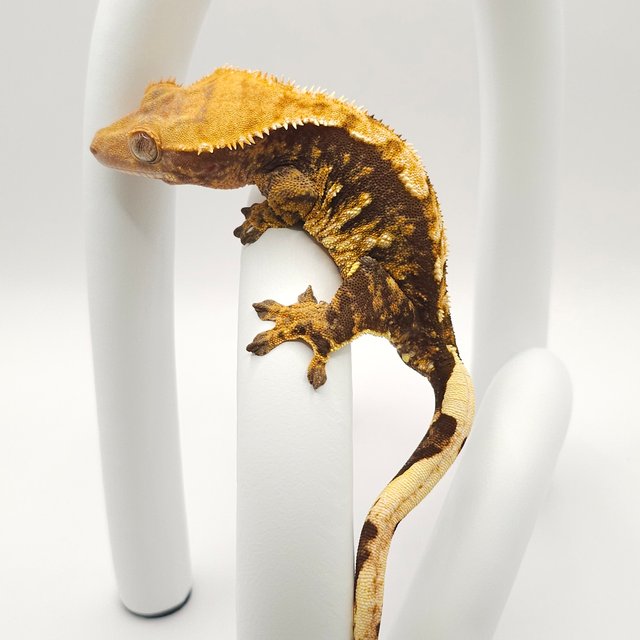 노멀 트라이 화이트스팟