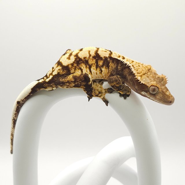 노멀 트라이 화이트스팟