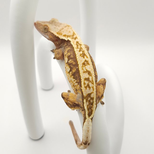 노멀 트라이 핀스트라이프