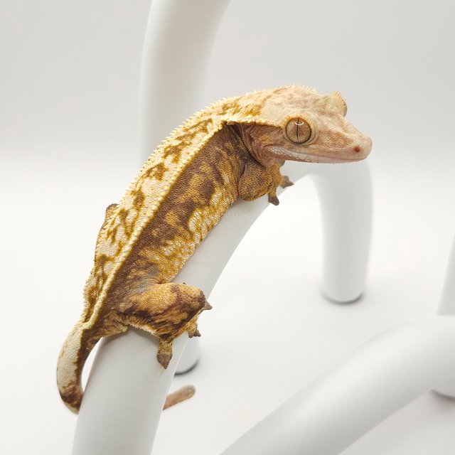 노멀 트라이 핀스트라이프