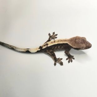 세이블