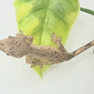 슈퍼달마시안