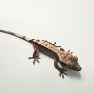 세이블