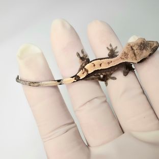 세이블