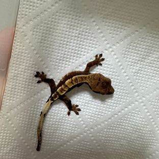 트라이헷아잔틱