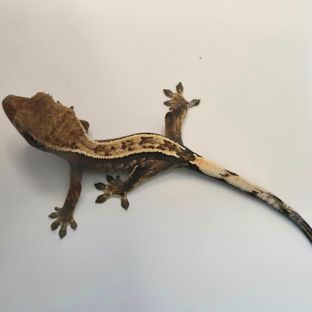 세이블