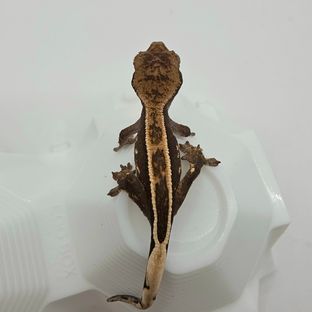 100%헷아잔틱 슈퍼스트라이프 엠티백