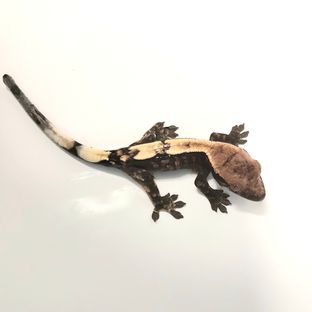 세이블