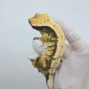 트라이 익스트림할리퀸