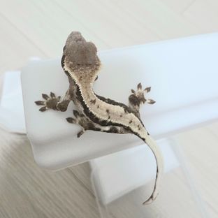 릴리 세이블