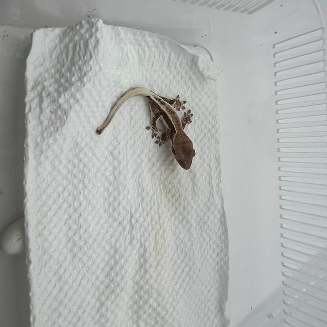 프라푸치노 풀핀
